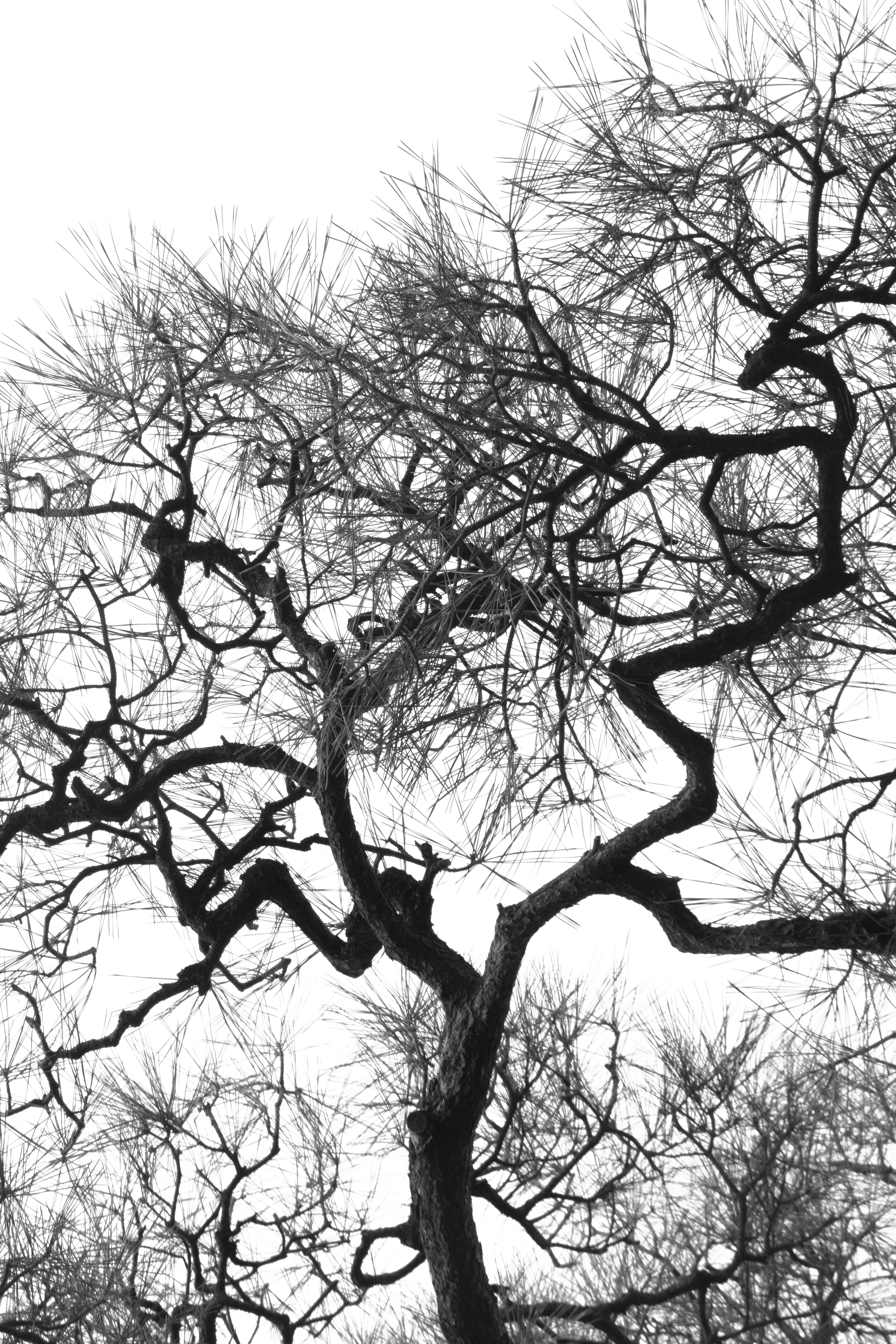 le falangi dell'uomo