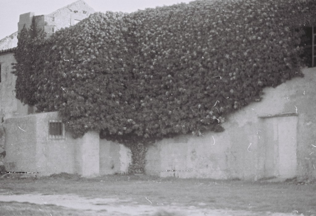 da ocidental praia: Quaderni di poesia portoghese – intervista di Michela Cevasco a elisa rossi traduttrice di Sophia de Mello Breyner&nbsp;Andresen